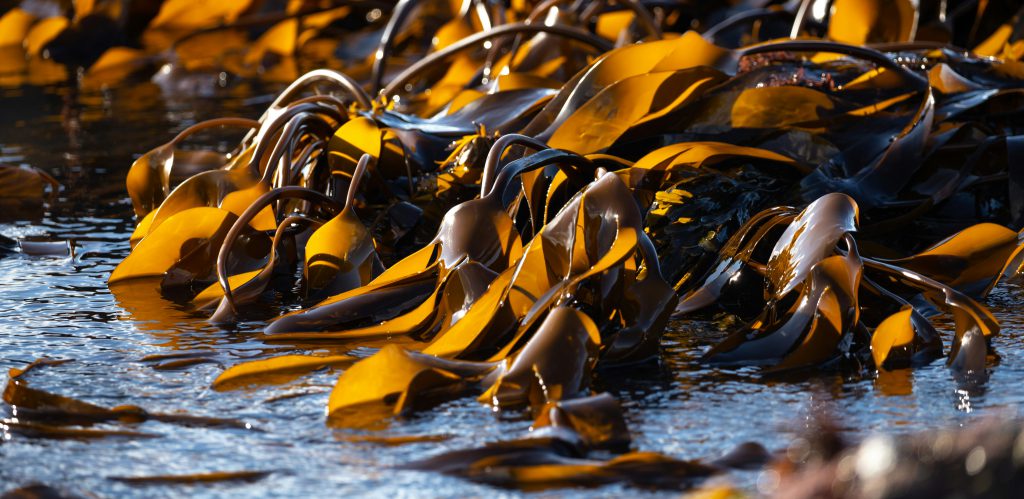 seaweed at water edge