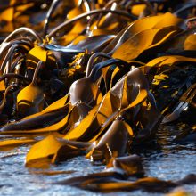 seaweed at water edge